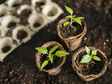 Главное изображение